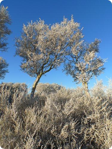 sequia en parque luro2 sequia en parque luro2