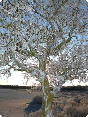 sequia en parque luro5 sequia en parque luro5