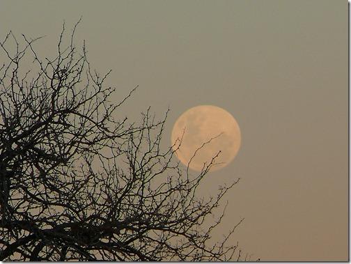 sequia en parque luro sequia en parque luro