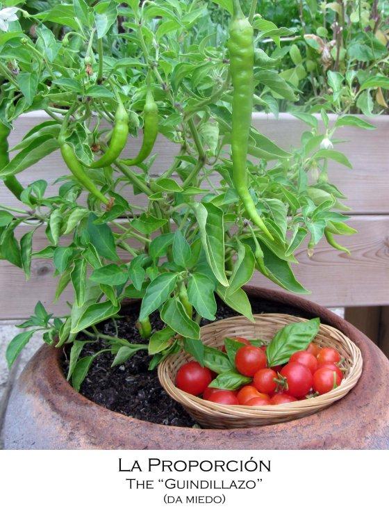 Mis tomates valen un potosí (*) guindillazo3