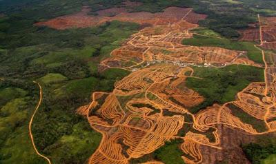 ‘Revisión de la Realidad’: Nueva publicación ofrece detalles e ideas para que REDD+ avance ‘Revisión de la Realidad’: Nueva publicación ofrece detalles e ideas para que REDD+ avance