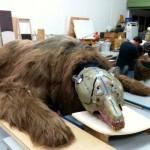 Creación de efectos de la bomba nuclear y el oso de Lobezno Inmortal Oso de Lobezno Inmortal