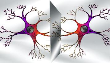 Ser Empáticos: Bases Neuronales de la Empatía Ser Empáticos: Bases Neuronales de la Empatía