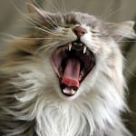 Medidas beneficiosas para la salud dental del gato