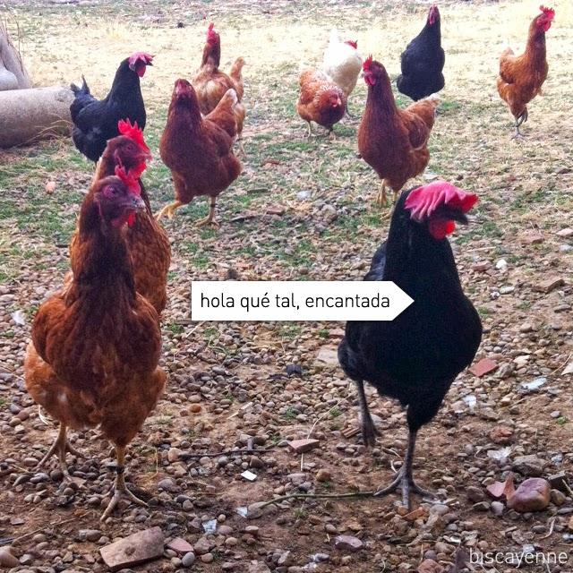 De gallinas, huevos y el porqué soy de pueblo De gallinas, huevos y el porqué soy de pueblo