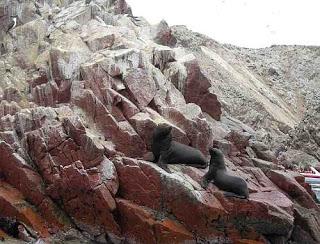 Islas Ballestas, Perú