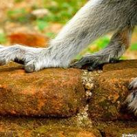 Manos y pies Anuradhapura, sobre ruinas en Tuktuk