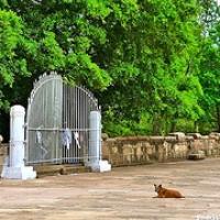 Perro en el templo Anuradhapura, sobre ruinas en Tuktuk