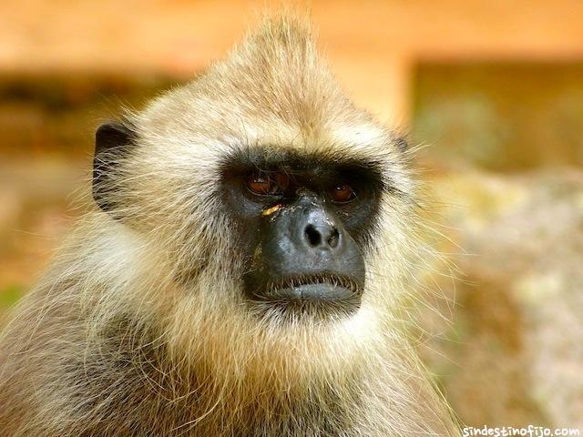 Anuradhapura, sobre ruinas en Tuktuk Langur en Anuradhapura