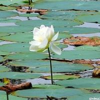 flor de Loto Anuradhapura, sobre ruinas en Tuktuk
