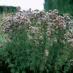 SEMBRAR SEMILLAS DE PLANTAS CULINARIAS EN EL HUERTO