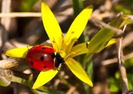 INSECTOS BENEFICIOSOS EN EL HUERTO: LA MARIQUITA