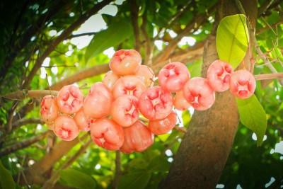 Manzanas malayas en su árbol. syzygium samarangense
