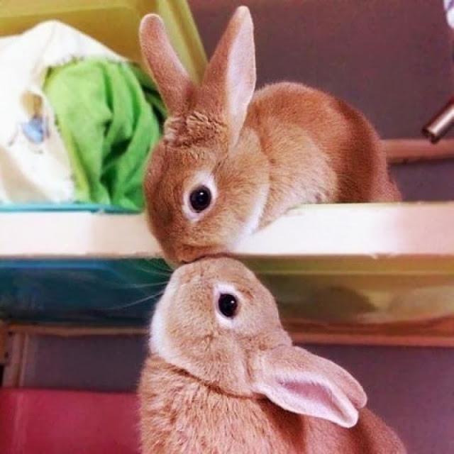 50 divertidas imágenes de animales que simplemente hay que ver. Fotos humoristicas de animales