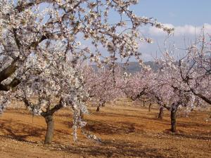 Coves de Vinromà: Rutas por la Valltorta que susurran al caminar por la Historia Coves de Vinromà: Rutas por la Valltorta que susurran al caminar por la Historia