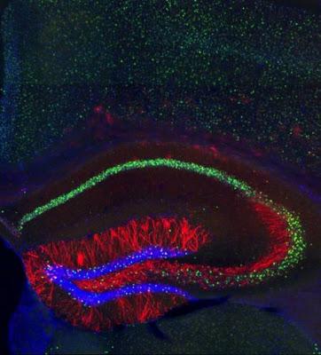 Verifican la implantación de recuerdos falsos en el cerebro