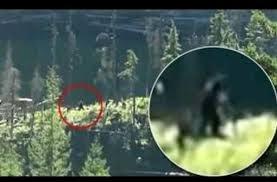 NUEVO VÍDEO DE POSIBLE BIGFOOT EN CANADÁ NUEVO VÍDEO DE POSIBLE BIGFOOT EN CANADÁ