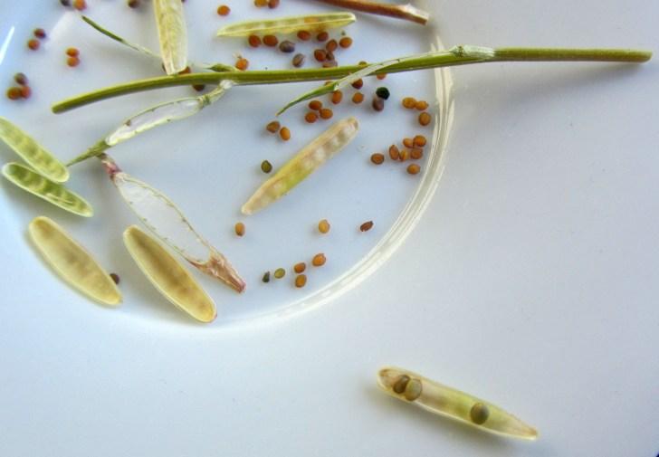 Propagando la rúcula… semillas