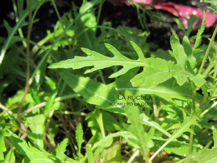 Propagando la rúcula… rucula ok