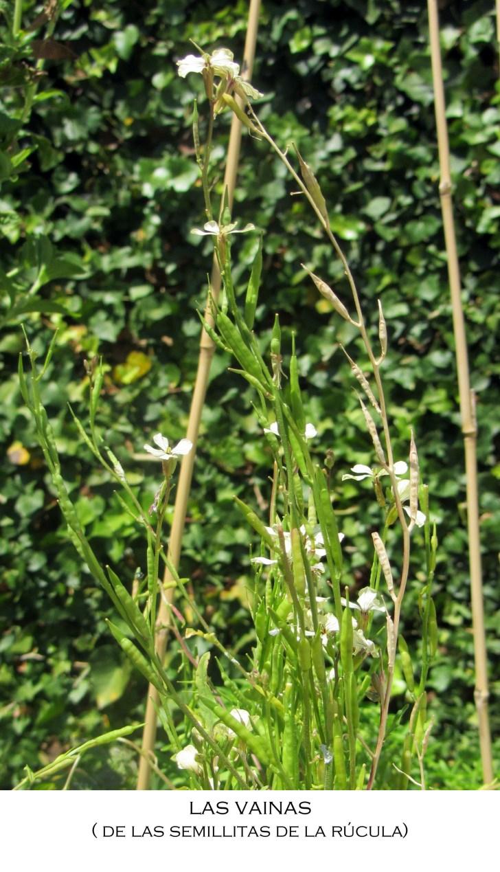 Propagando la rúcula… vainas