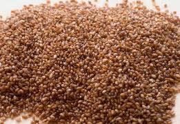 teff1 Teff un cereal apto para celiacios y con multiples propiedades saludables