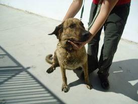 LOS MATAN EL JUEVES 22 DE AGOSTO EN LA PERRERA DE BADAJOZ, 13 PERROS BUENOS E INOCENTES. LOS MATAN EL JUEVES 22 DE AGOSTO EN LA PERRERA DE BADAJOZ, 13 PERROS BUENOS E INOCENTES.