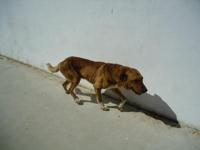 LOS MATAN EL JUEVES 22 DE AGOSTO EN LA PERRERA DE BADAJOZ, 13 PERROS BUENOS E INOCENTES. LOS MATAN EL JUEVES 22 DE AGOSTO EN LA PERRERA DE BADAJOZ, 13 PERROS BUENOS E INOCENTES.