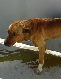 LOS MATAN EL JUEVES 22 DE AGOSTO EN LA PERRERA DE BADAJOZ, 13 PERROS BUENOS E INOCENTES. LOS MATAN EL JUEVES 22 DE AGOSTO EN LA PERRERA DE BADAJOZ, 13 PERROS BUENOS E INOCENTES.