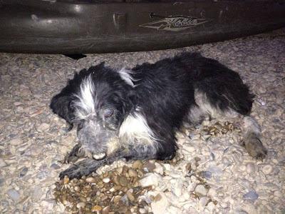 GRAVISÍMO CASO DE MALTRATO ANIMAL. (ZARAGOZA)