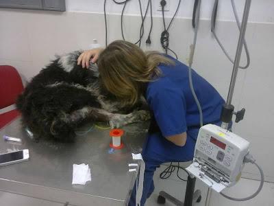 GRAVISÍMO CASO DE MALTRATO ANIMAL. (ZARAGOZA) GRAVISÍMO CASO DE MALTRATO ANIMAL. (ZARAGOZA)