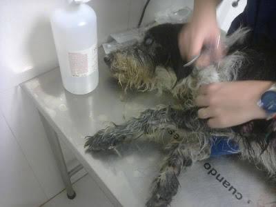 GRAVISÍMO CASO DE MALTRATO ANIMAL. (ZARAGOZA) GRAVISÍMO CASO DE MALTRATO ANIMAL. (ZARAGOZA)