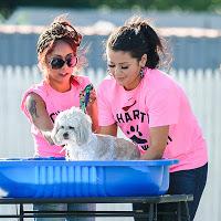 Snooki y Jwoww participaron en un Dog Wash solidario. Snooki y Jwoww participaron en un Dog Wash solidario.