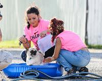 Snooki y Jwoww participaron en un Dog Wash solidario. Snooki y Jwoww participaron en un Dog Wash solidario.