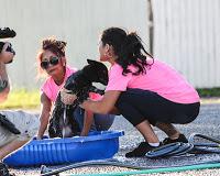 Snooki y Jwoww participaron en un Dog Wash solidario. Snooki y Jwoww participaron en un Dog Wash solidario.