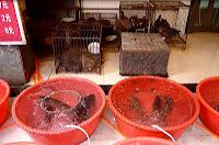 Viajar a China. Qué visitar en Guilin Viajar a China. Qué visitar en Guilin