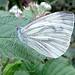 Green-Veined White http://farm8.staticflickr.com/7313/9508233199_8c54f890ee.jpg