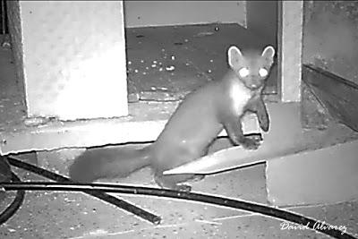 Las garduñas de mi vecino Las garduñas de mi vecino