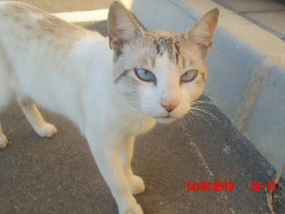 Lucas, gatito abandonado en plena calle (Murcia)‏