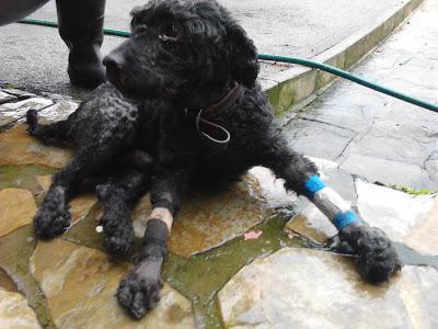 URGENTE SILLA DE RUEDAS PARA MORITO. GIJON (ASTURIAS)