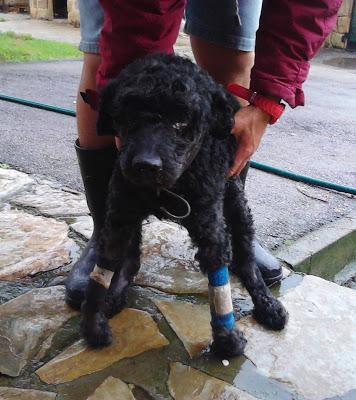 URGENTE SILLA DE RUEDAS PARA MORITO. GIJON (ASTURIAS)