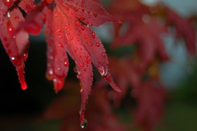 29 impresionantes ejemplos de fotografía bajo lluvia para su inspiración