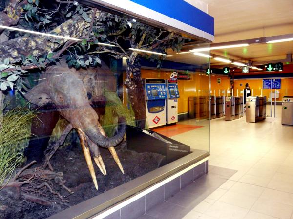 Fósiles del yacimiento del metro de Carpetana de Madrid