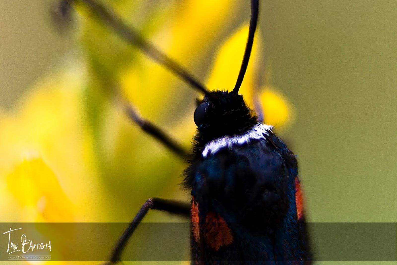 Capítulo 4: Haciendo fotos - Parte 4 Capítulo 4: Haciendo fotos - Parte 4