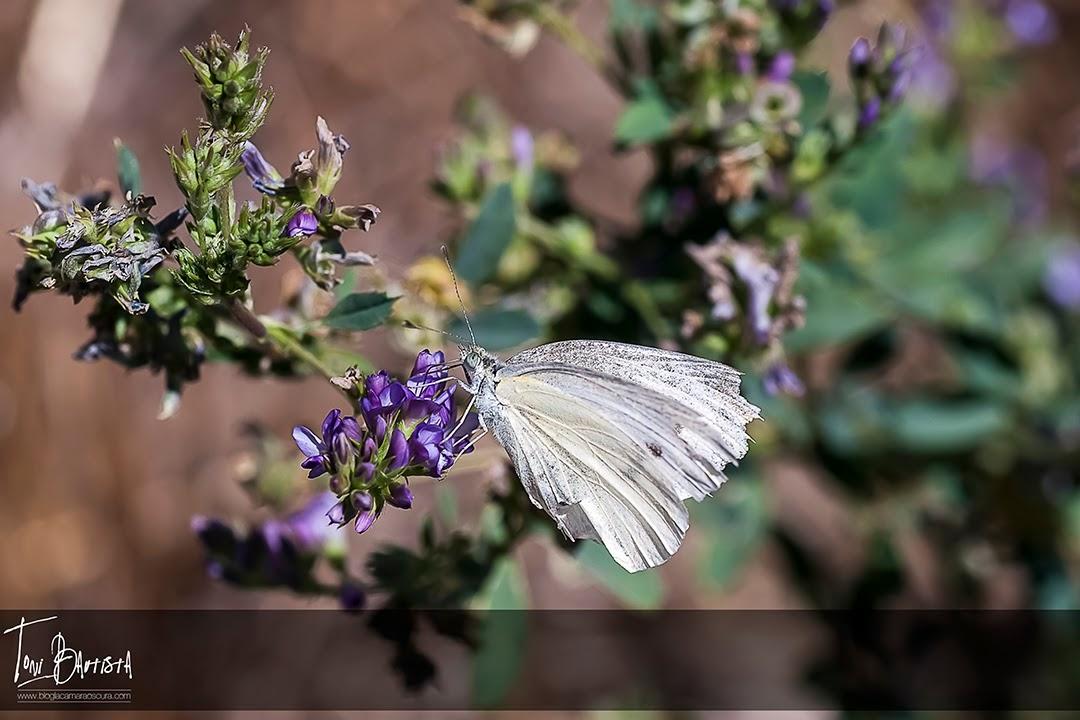 Capítulo 4: Haciendo fotos - Parte 4 Capítulo 4: Haciendo fotos - Parte 4