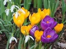 CÓMO PLANTAR BULBOS DE CROCUS EN EL JARDÍN