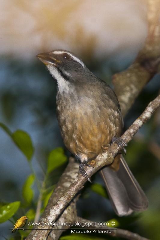Pepitero verdoso (Green-winged Saltator) Saltator similis Pepitero verdoso (Green-winged Saltator) Saltator similis