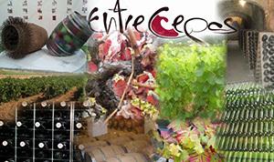 Entre Cepas te lleva de Tapas por Jerez de la Frontera FOTO_Entrecepas_jerez_word