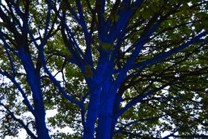 blue trees 300x200