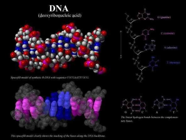 DNA