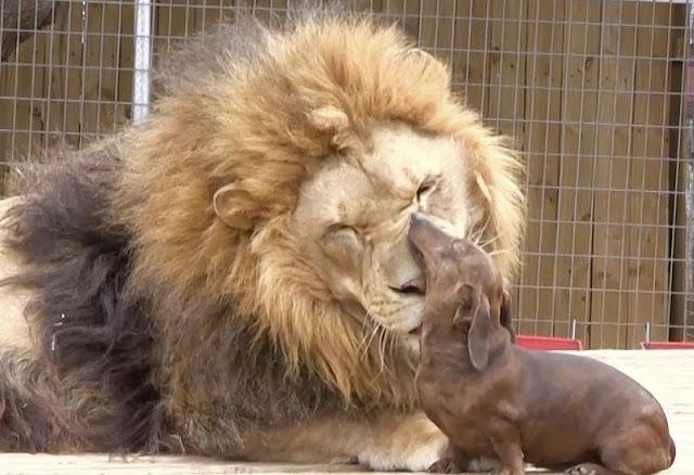 Milo, un perro salchicha capaz de limpiarle los dientes a un león